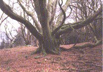 Graphic of giant beech in the Hafod grounds